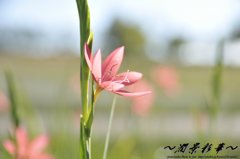 優しく、かわいく、強く