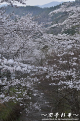 花道の向こうに