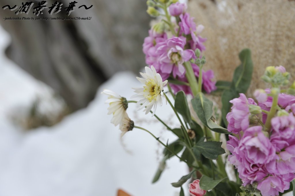 雪の中で健気に