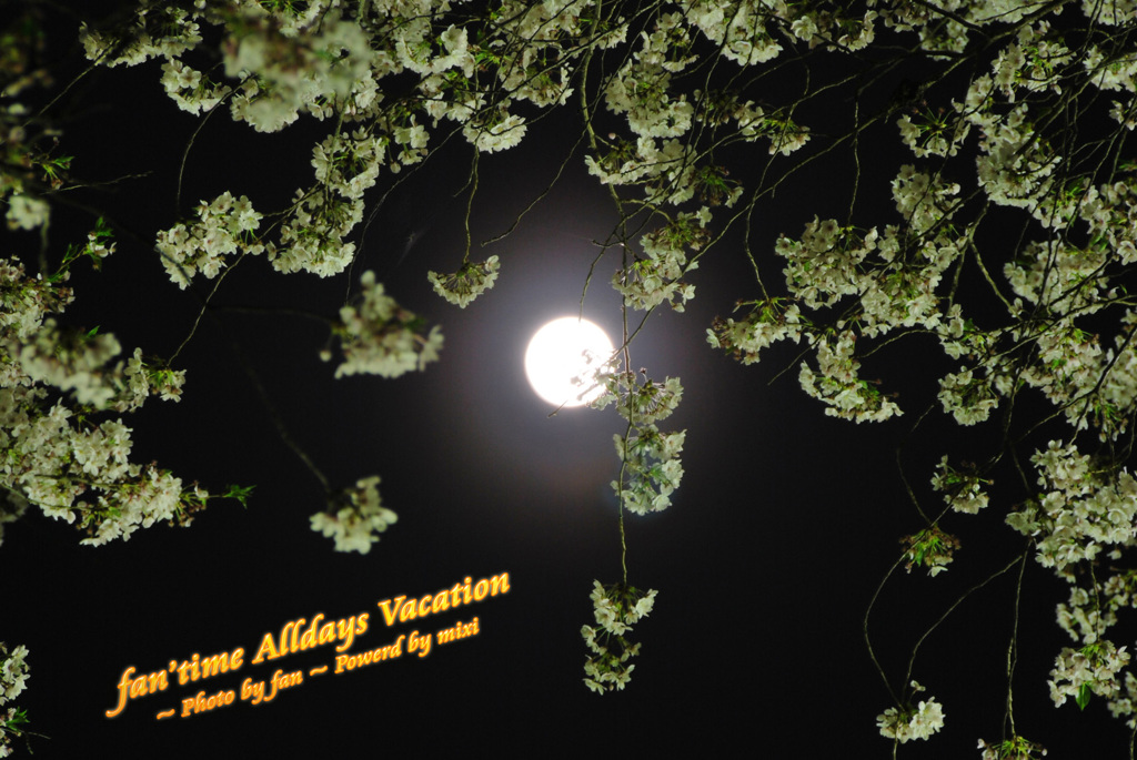 犬山月夜桜