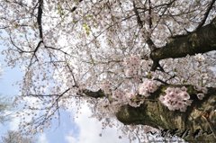 青空に伸びて行って