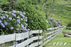 緑を薄紫に染めて