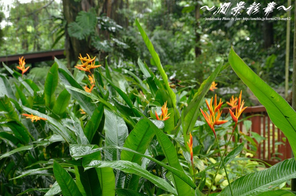 濡れた情熱の花