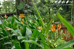 濡れた情熱の花