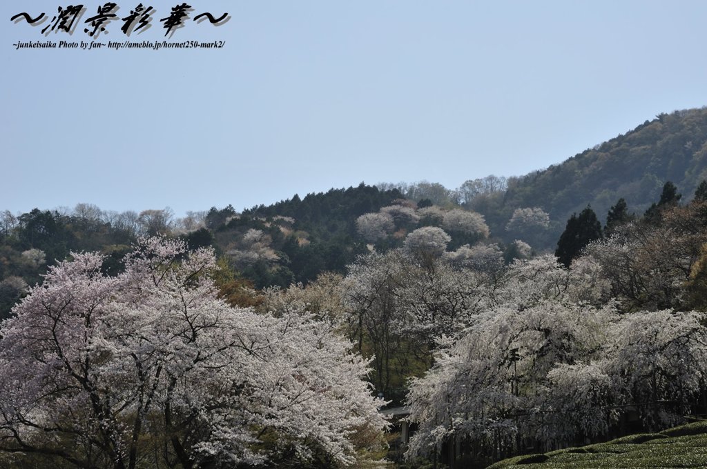 桜、山をさくら色に
