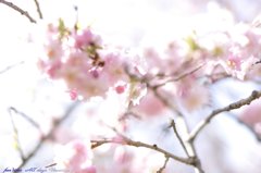 cherry 0409vol (2)