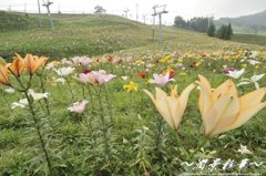 数え切れないゆり達