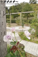 ローズ・ブルーの小さな花束 show