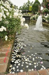 散る花も美しく