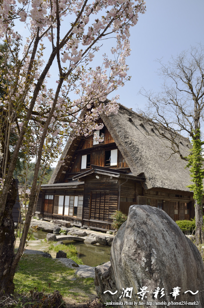 合掌造りの桜日和