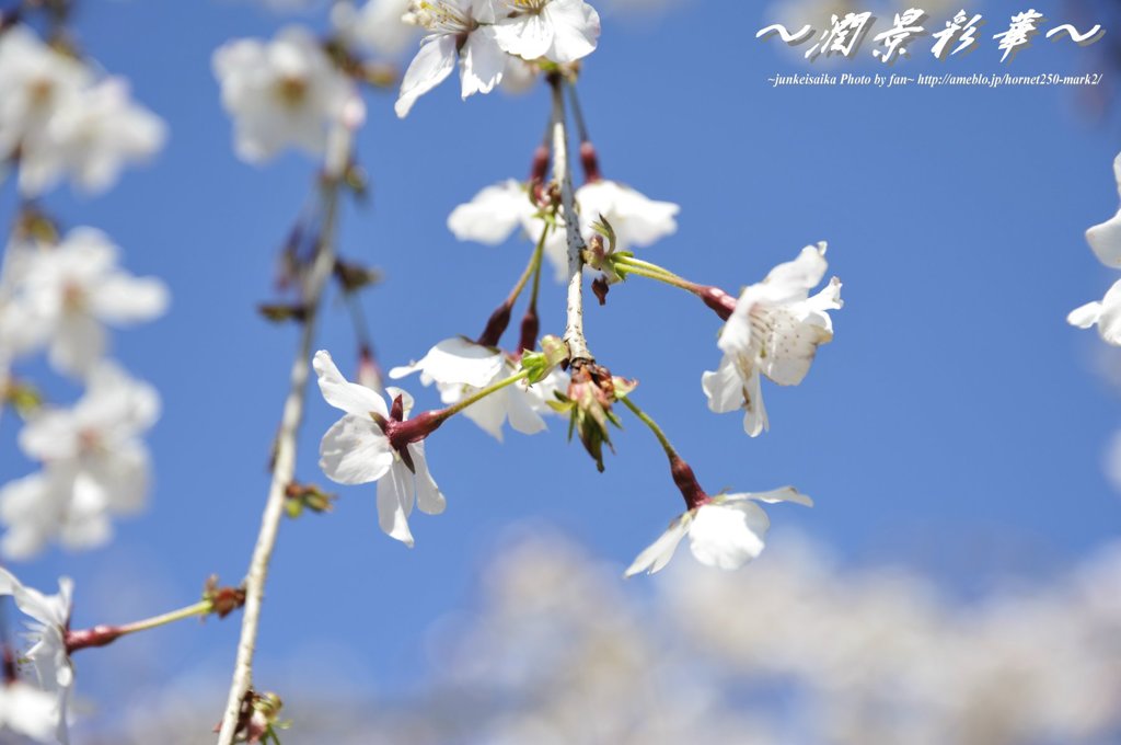 浮遊桜花