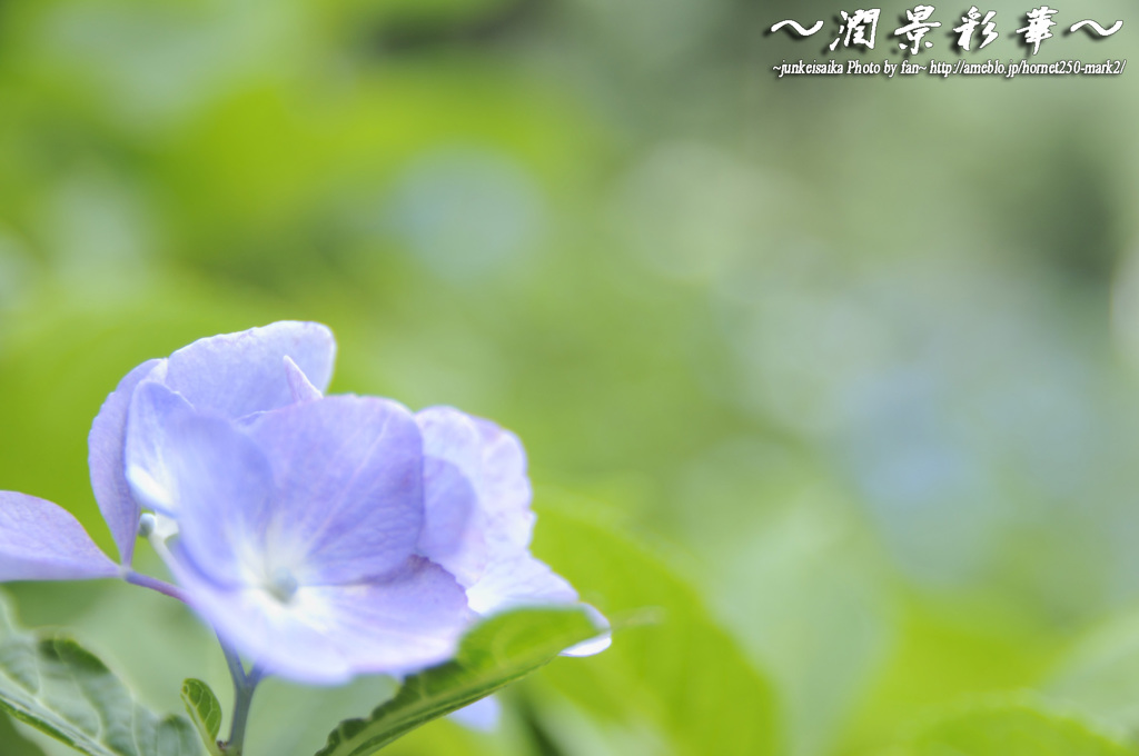 ほ・の・か・に
