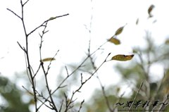 深くなってきた秋