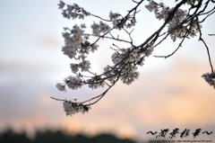 ピンクの空に溶けて