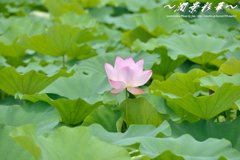 大葉に包まれて