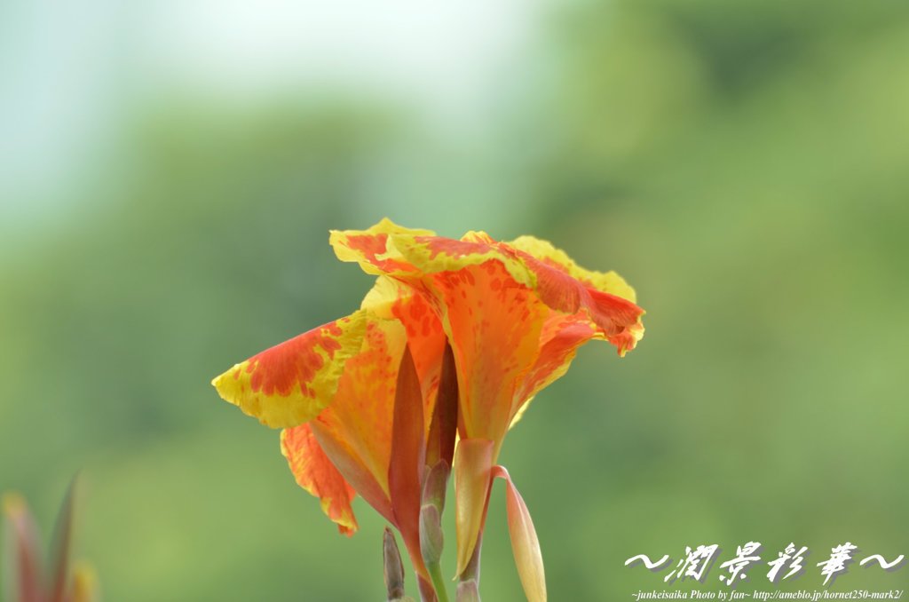 熱帯の冬の燃える花