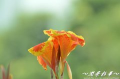 熱帯の冬の燃える花