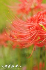 赤が緑に溶けていく・・・