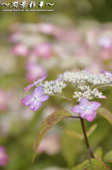 水、あか・あお・むらさき