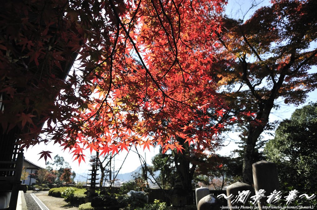 快晴の紅葉
