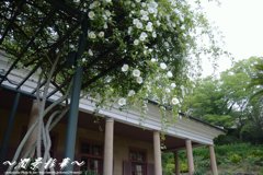 旧オルト邸の門より