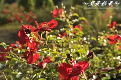 赤い蝶達が舞う