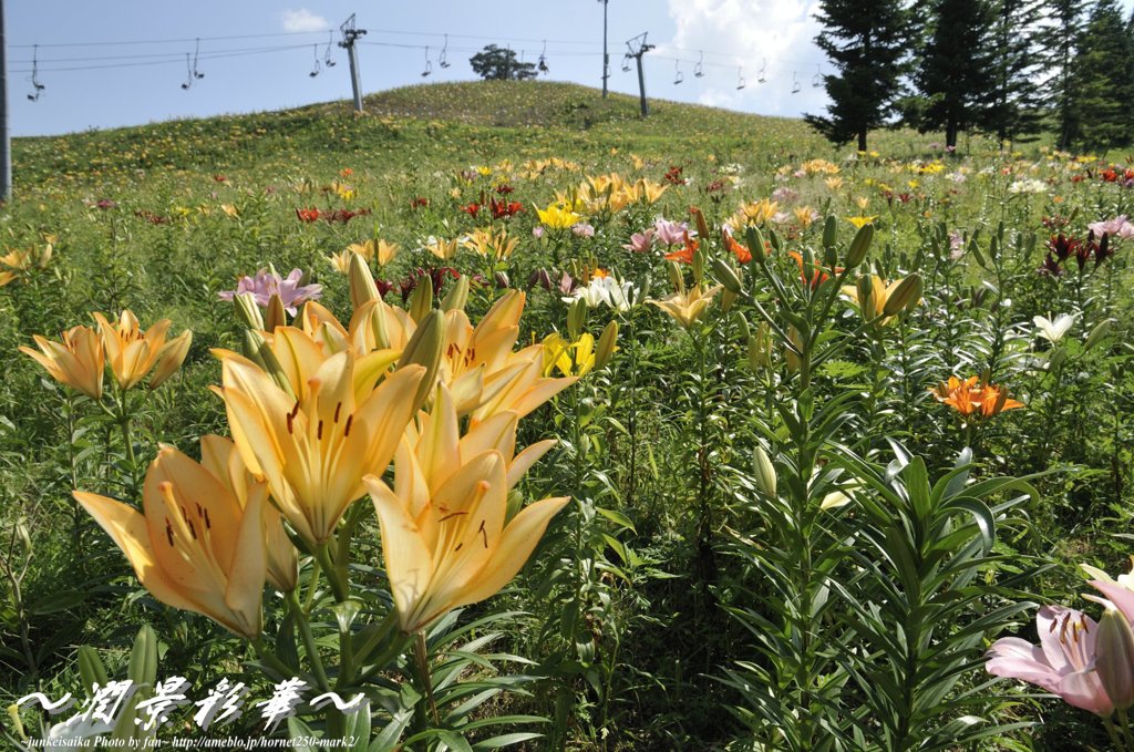 丘陵の百花繚乱