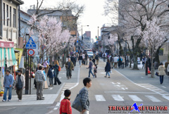 桜の街角