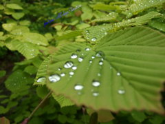 葉雫