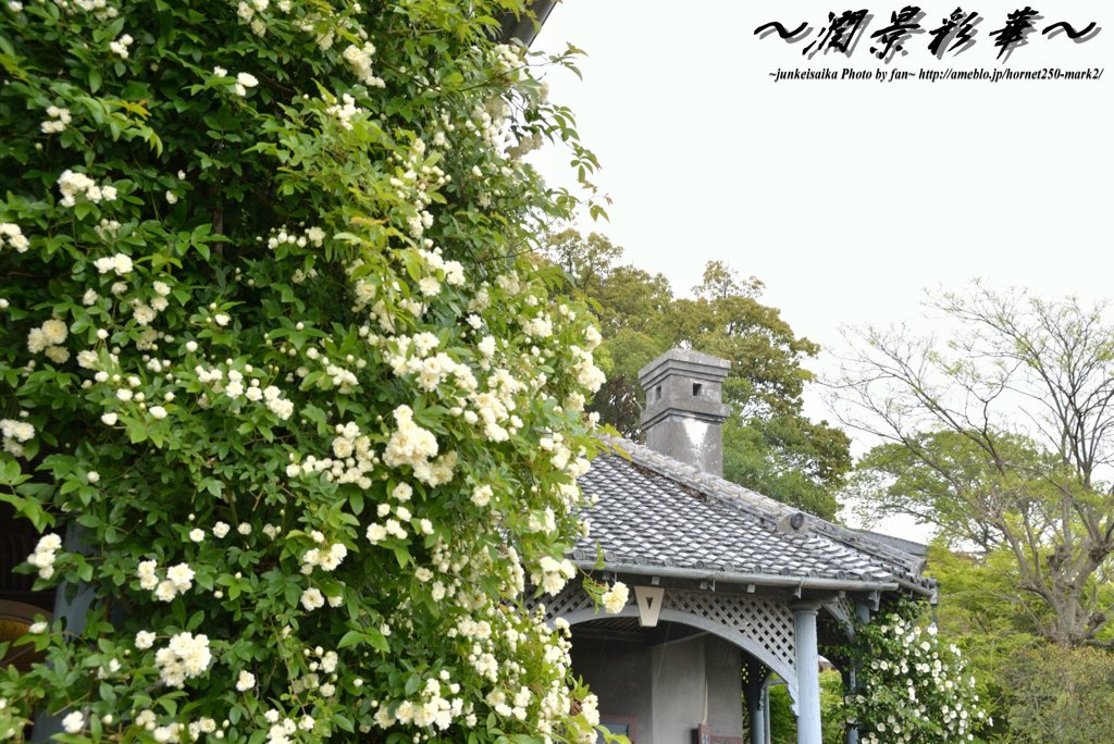 木香バラとグラバー邸