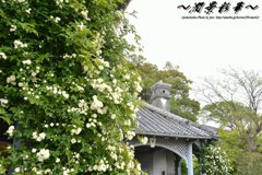 木香バラとグラバー邸