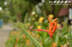 南の海のオレンジの花