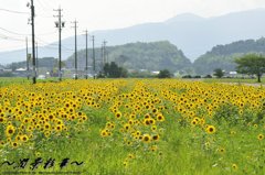 ひまわりいっぱい