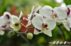 ランが緑に映えて