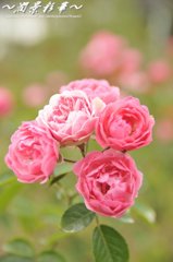 ピンクのバラの花束を