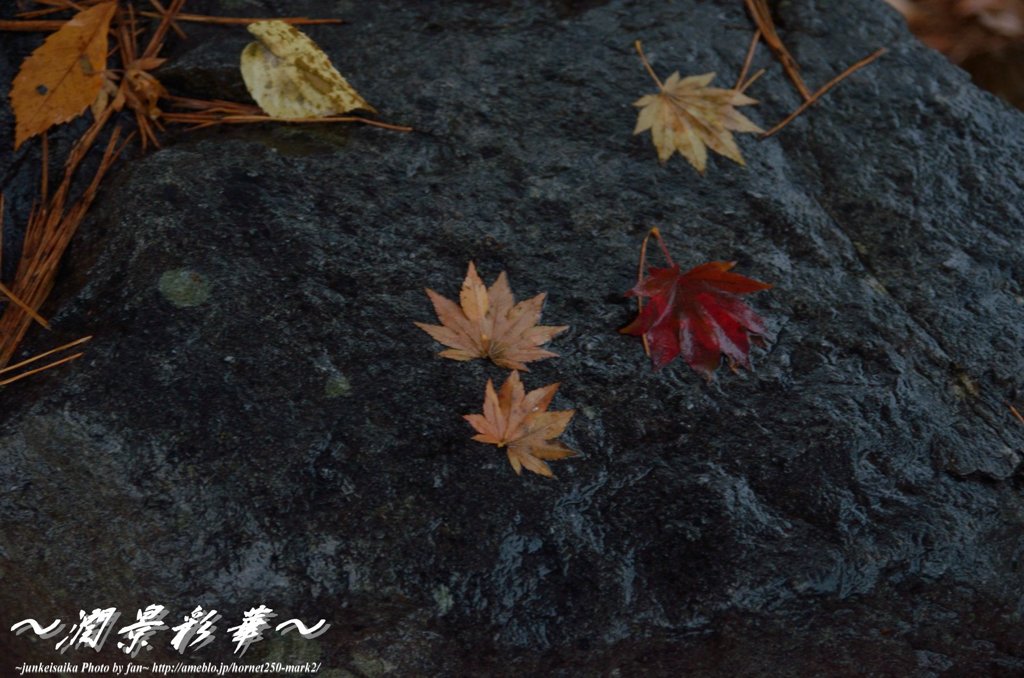 落ちた紅葉