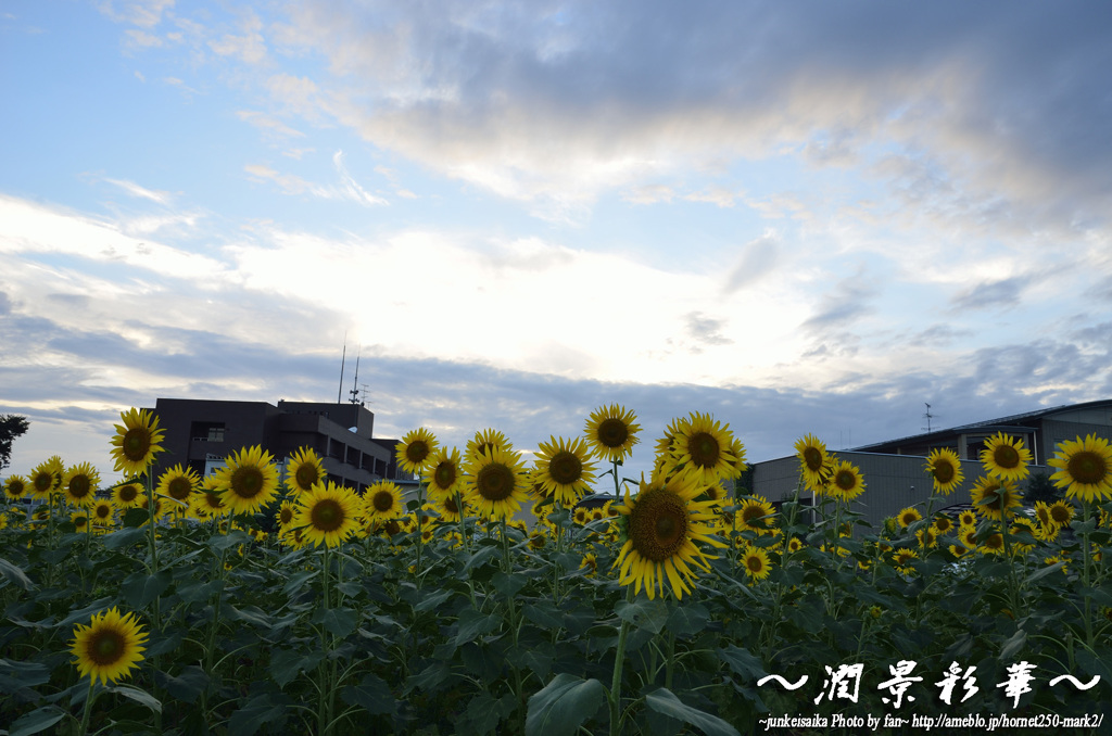 晩夏の空に花開く