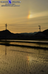 田に映る虹