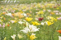 薄色のパステル