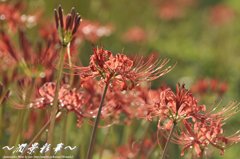 緑色に溶けていく