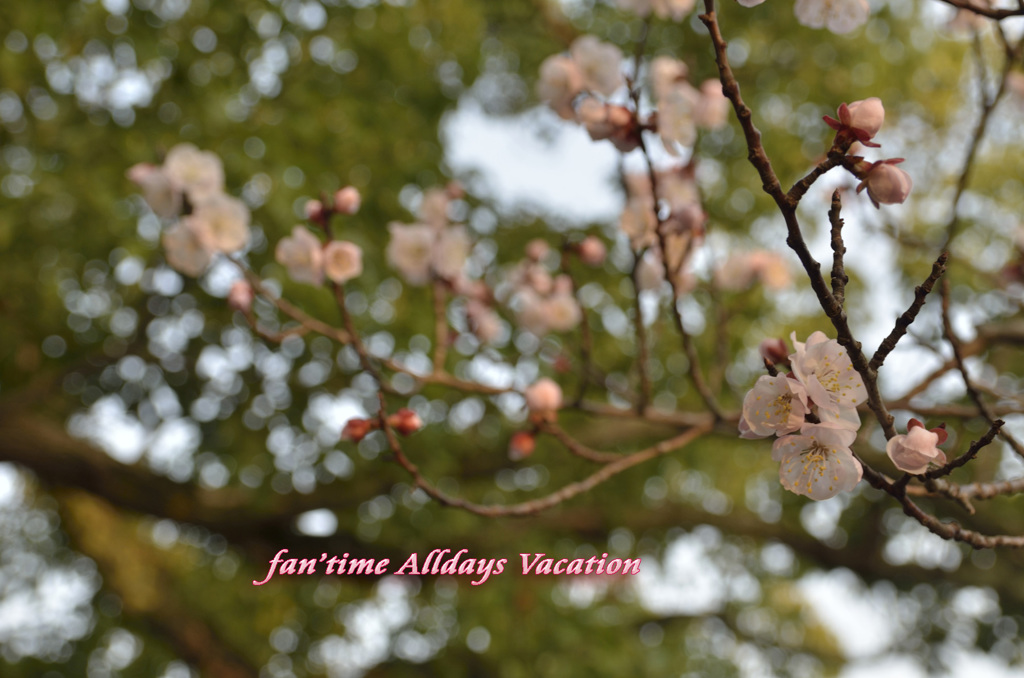 杏は桜にそっくりだね