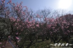 桃梅が広がっていく