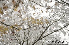 秋と冬のあいだ