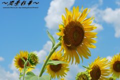 青空に咲く太陽に