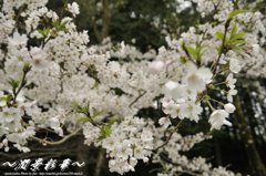 根尾谷の息吹達