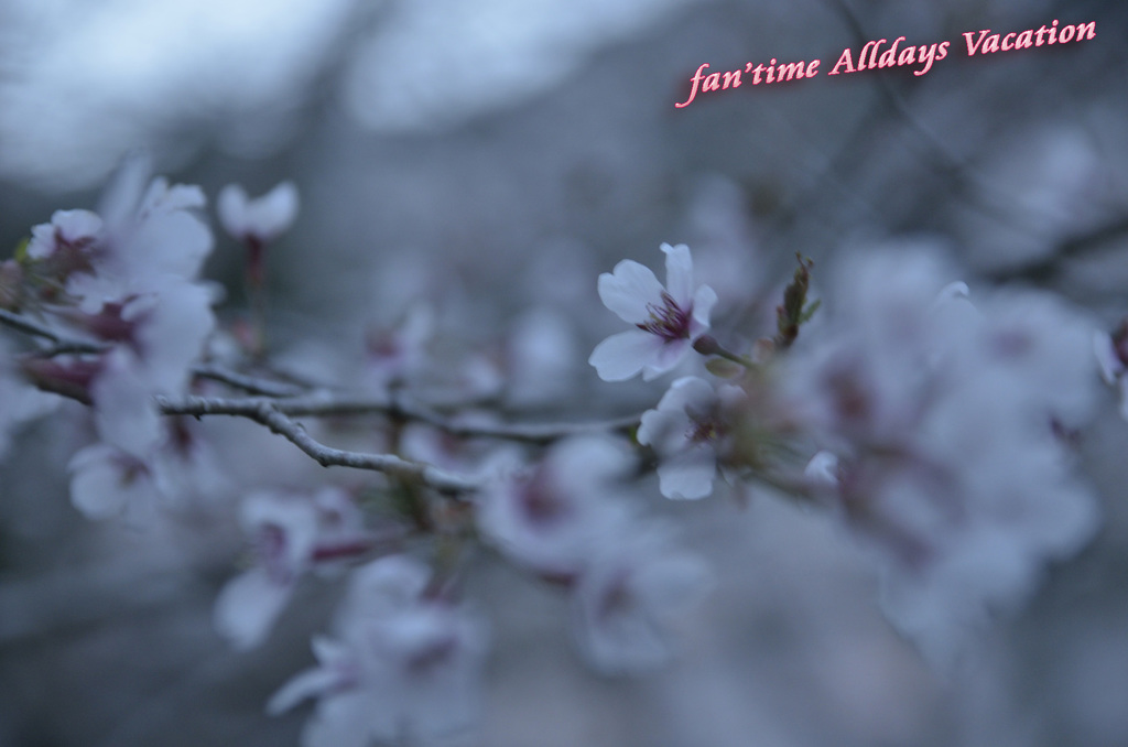 乱桜の艶