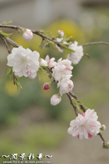 白とピンクの交わり