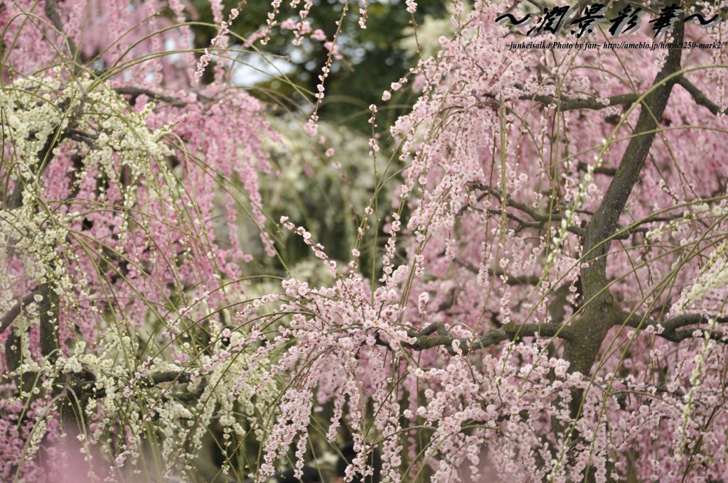 いろどりみどり