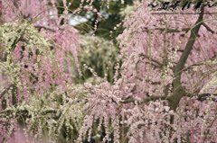 いろどりみどり