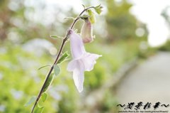 光に包まれた薄紫